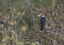 White-crested Helmet-shrike.jpg