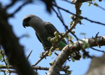 African Orange-bellied Parrot.jpg