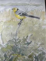 wagtail5.jpg