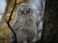 Tawny-Owl-Chick.jpg