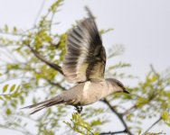 Ashy Minivet.jpg