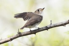 Brown Flycatcher.jpg