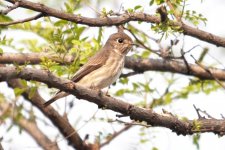 Siberian Flycatcher....jpg