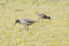 Wood Sandpiper and Long-toed Stint.jpg