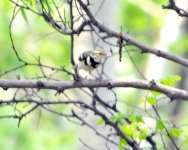 Forest Wagtail.jpg