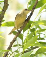 Oriental Reed Warbler....jpg