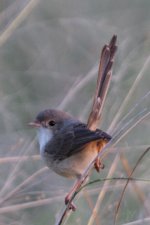 fairywren1.jpg