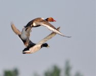 Red-crested Pochard and Mallard....jpg