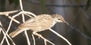 honeyeater1.jpg