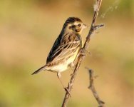 Yellow-breasted Bunting.jpg