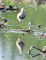 Grey-headed Lapwing 3.jpg