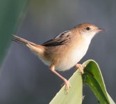 tawnrygrassbird.jpg