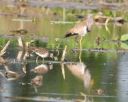 Grey-headed Lapwing and Wood Sandpiper.jpg