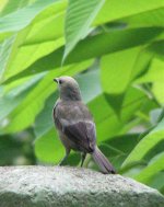 Plain-colored Tanager.jpg