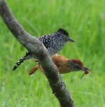 Barred Antshrike pair.jpg