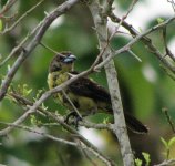 Female Flame-rumped Tanager.jpg