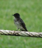 Gray-breasted Martin.jpg