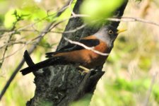 Chestnut Thrush.jpg