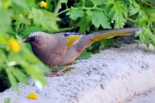 Elliot's Laughingthrush.jpg