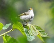 Leaf Warbler sp 1.jpg