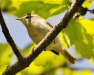 Yellow-streaked Warbler 2.jpg