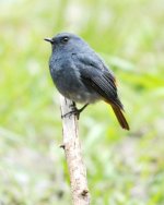 Plumbeous RedstartPlumbeous Redstart 2.jpg