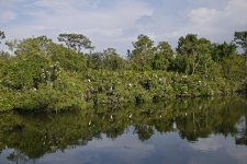 egrets nesting gator farm_1080552.jpg