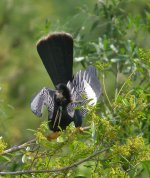 anhinga male breed display P6000 crop adj DSCN2958.jpg