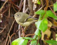 rubycrownedKinglet.jpg