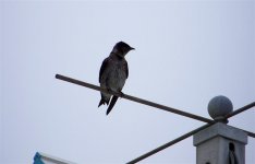 purple martin (Medium).jpg