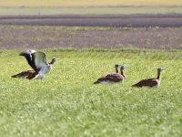 IMG_5280_Great Bustards.jpg