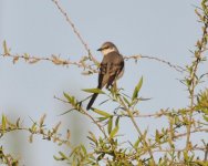 Ashy Minivet.jpg