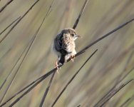 Fan-tailed Warbler.jpg