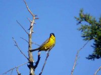 Black-headed Bunting(bf).jpg