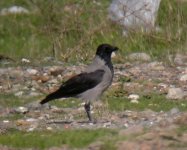 Hooded Crow (bf).jpg