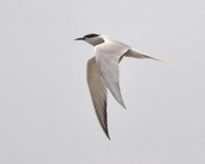 Common Tern.jpg