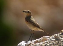 Isabelline Wheatear (bf).jpg