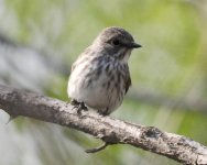 Grey-streaked Flycatcher.jpg