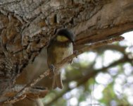 Sombre Tit - Dalyan - 29th October 2008.jpg