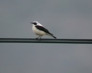 Wheatear - Dalyan - 3rd Jun 2010.jpg