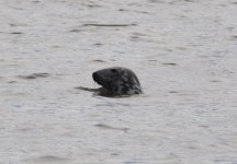 Grey seal (2).JPG