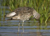 willet groom roost_1780188.jpg