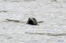 Grey seal.JPG