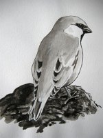 Sparrow.jpg