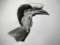 Hornbill.jpg