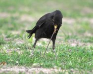 Chinese Blackbird 3.jpg