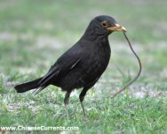 Chinese Blackbird 4.jpg