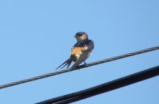 Red-rumped Swallow.jpg