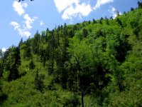 forest_slope_with_bamboo_3400m.jpg