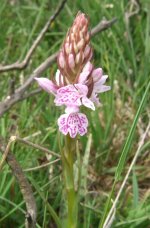 Heath Spotted-orchid.jpg